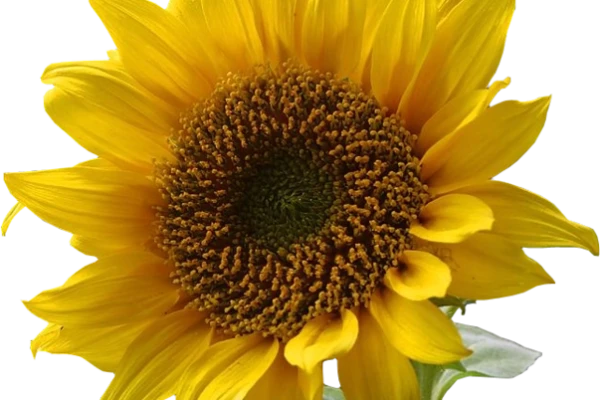 603px-A_sunflower-Edited