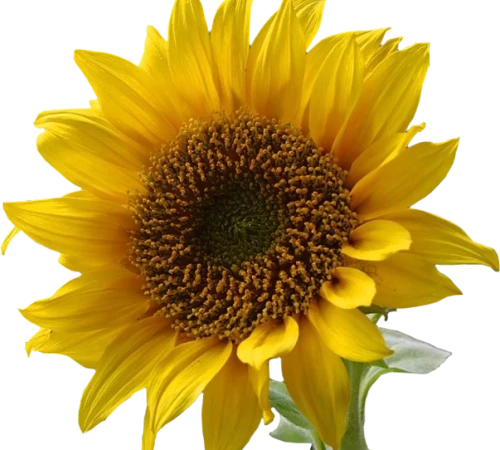 603px-A_sunflower-Edited